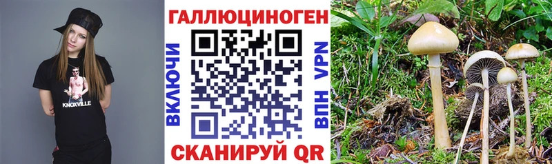 Галлюциногенные грибы Psilocybine cubensis  mega зеркало  Таганрог 